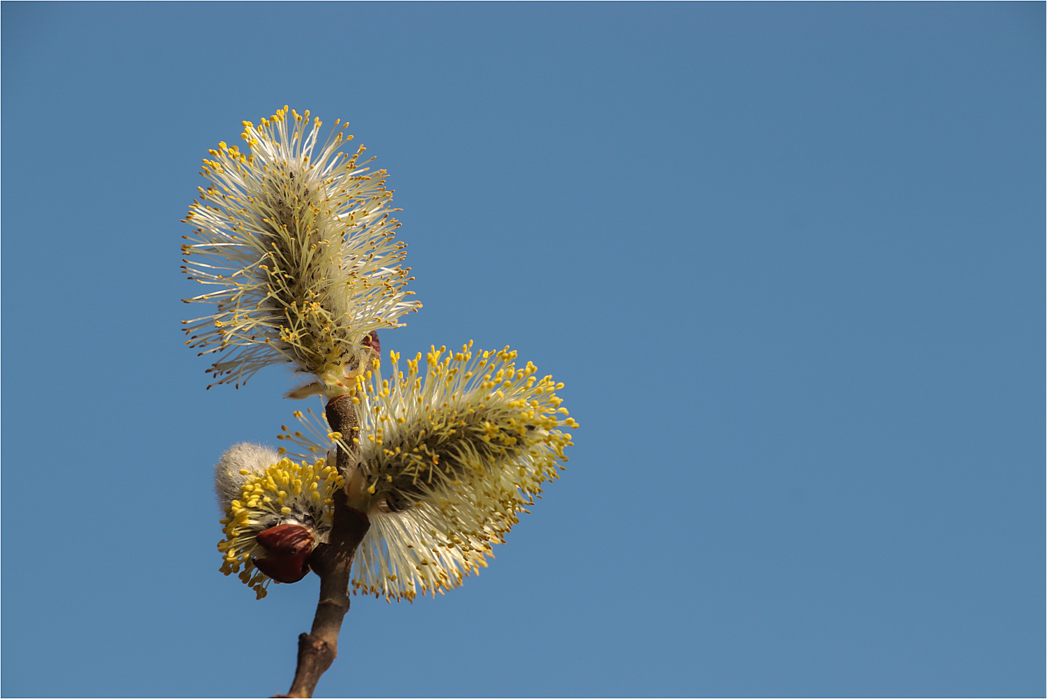 Der Frühling ist da