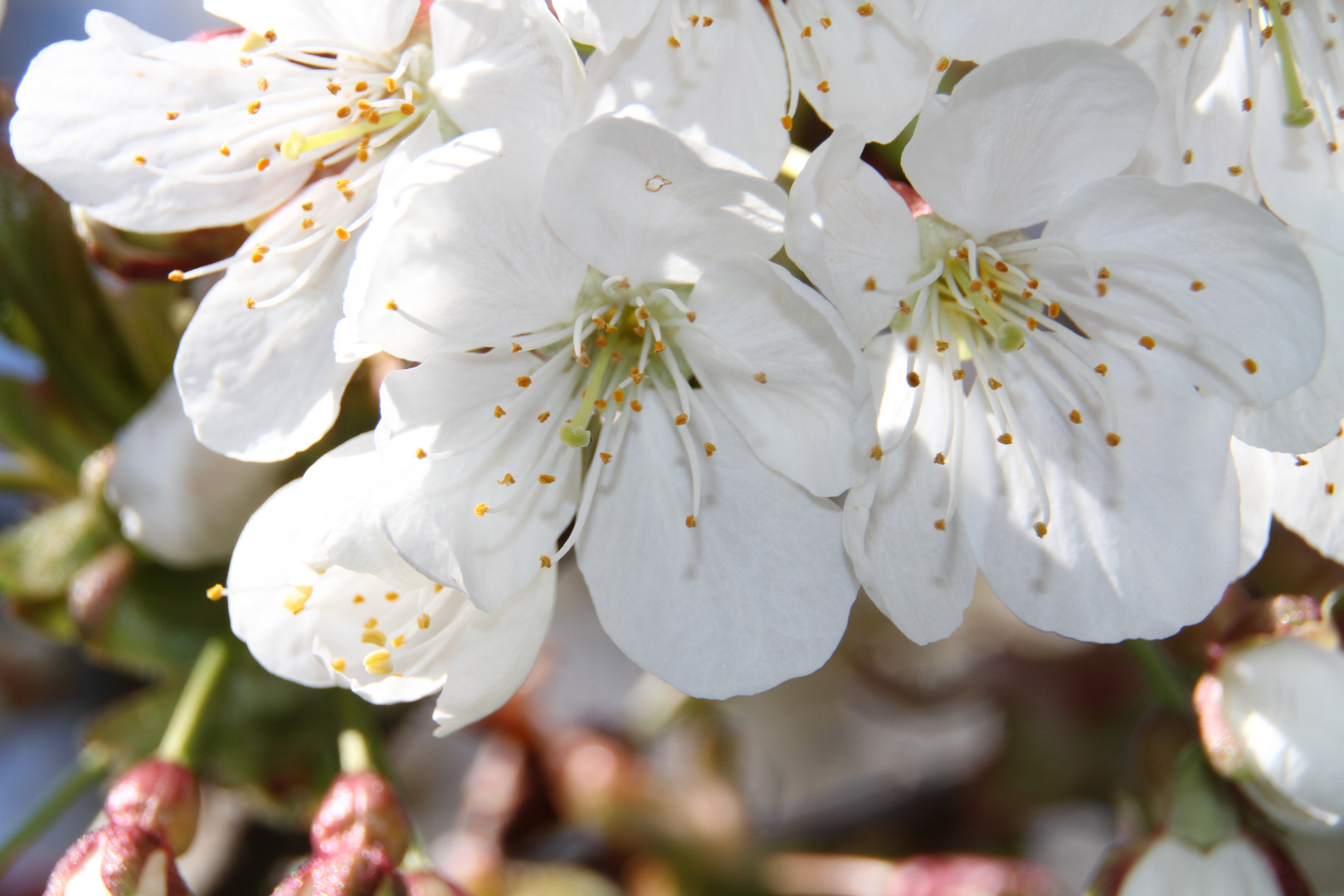 der Frühling ist da!