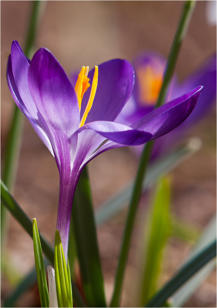 Der Frühling ist da