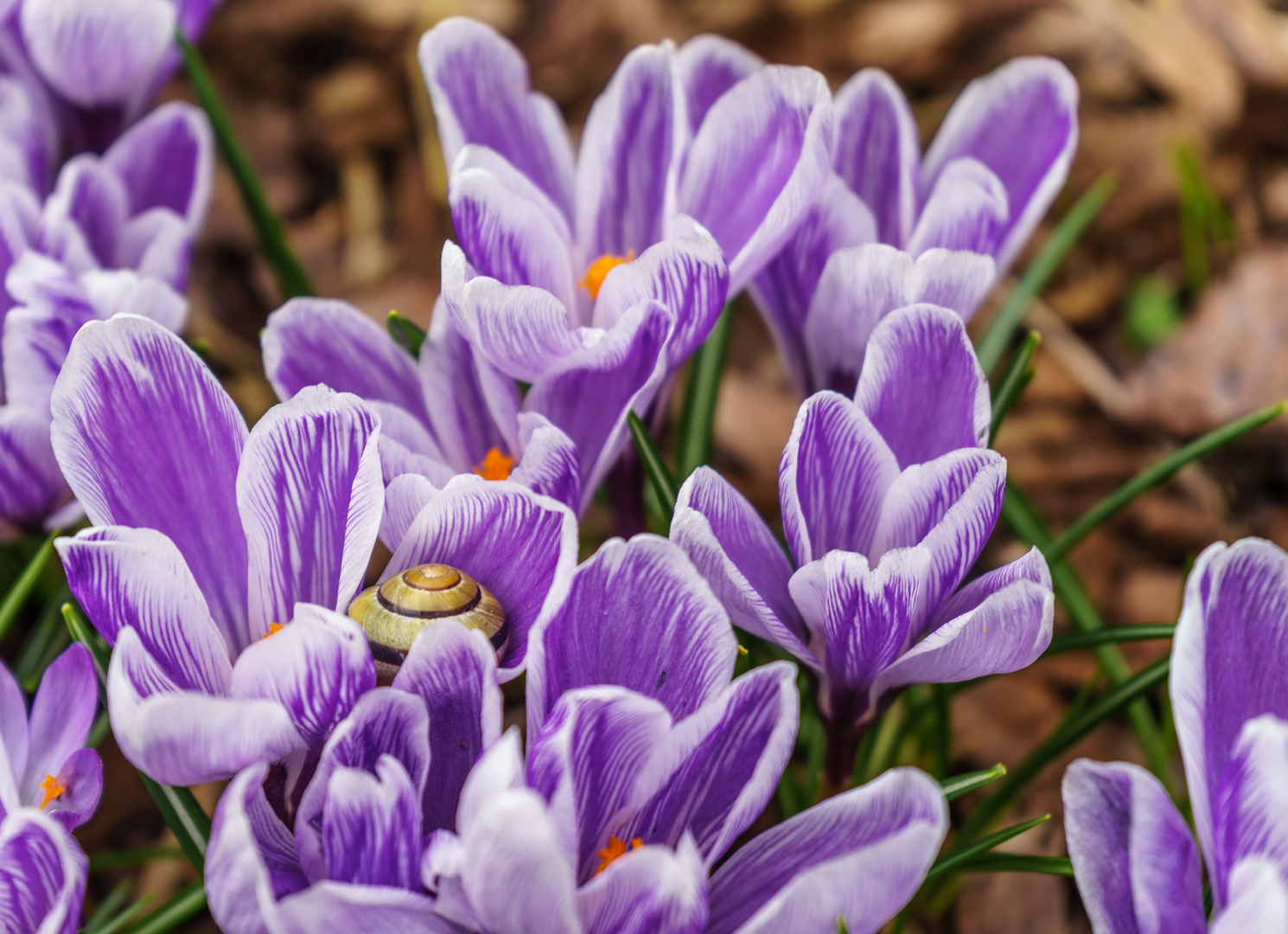 Der Frühling ist da