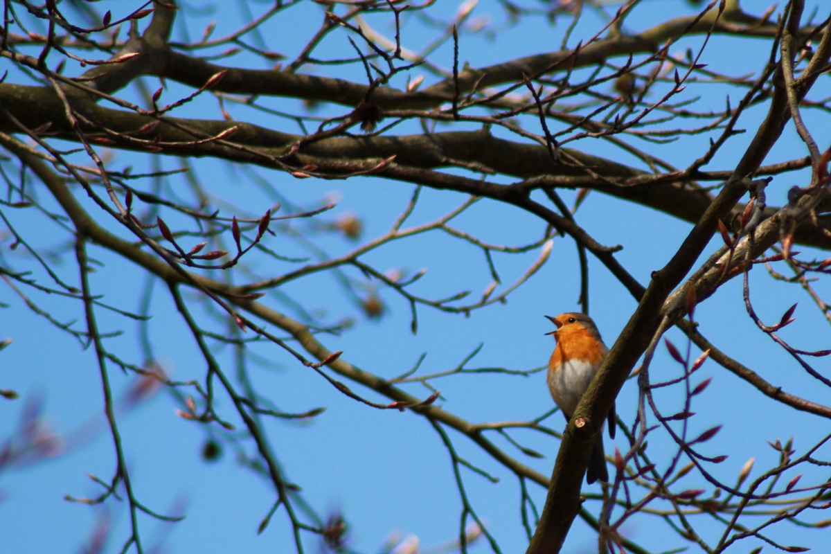 der Frühling ist da!