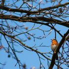 der Frühling ist da!