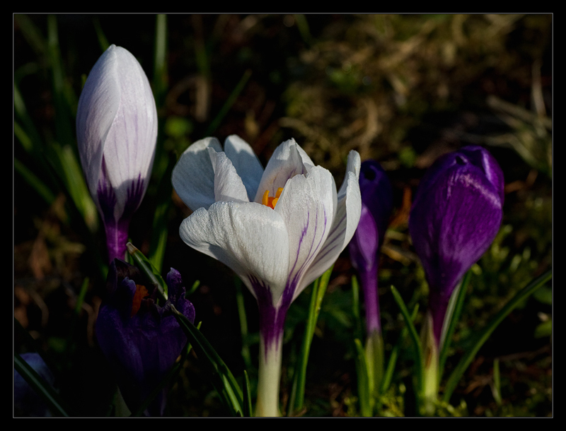 Der Frühling ist da