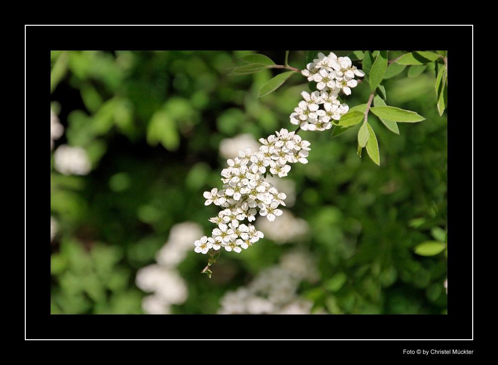 Der Frühling ist da