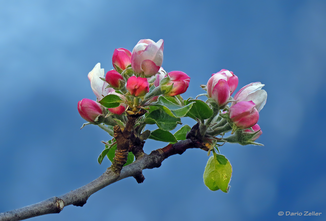 Der Frühling ist da