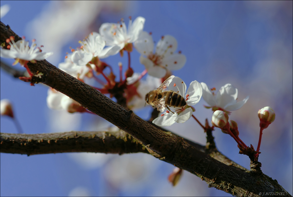 Der Frühling ist da