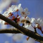 Der Frühling ist da