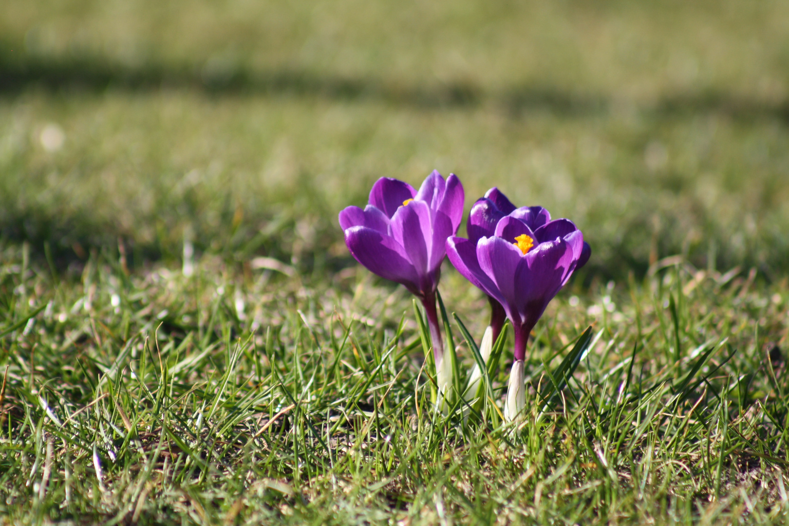 Der Frühling ist da