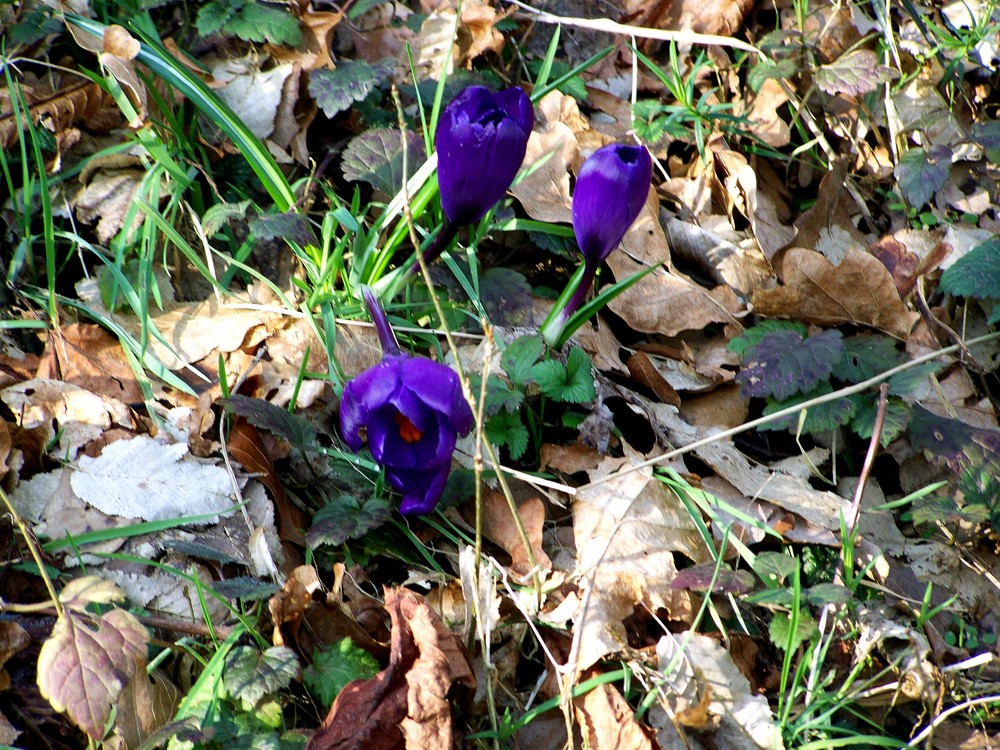 Der Frühling ist da