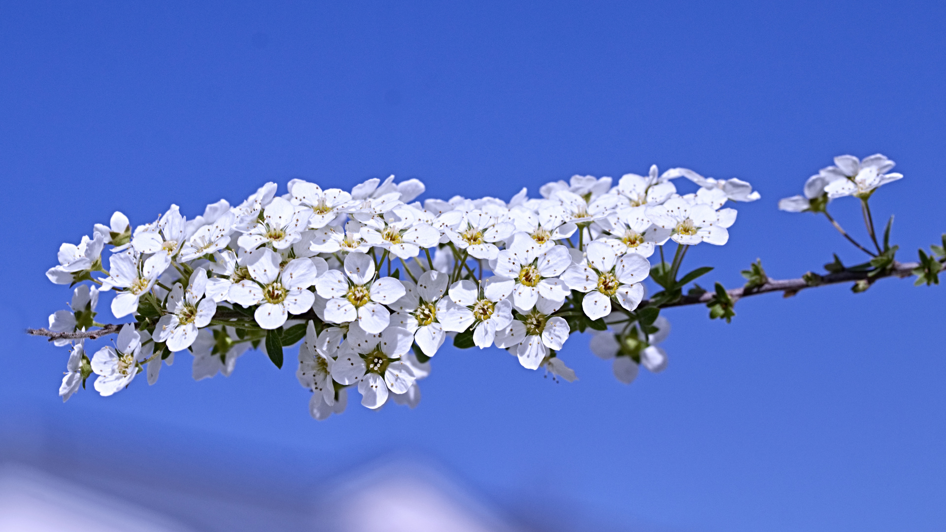 Der Frühling ist da