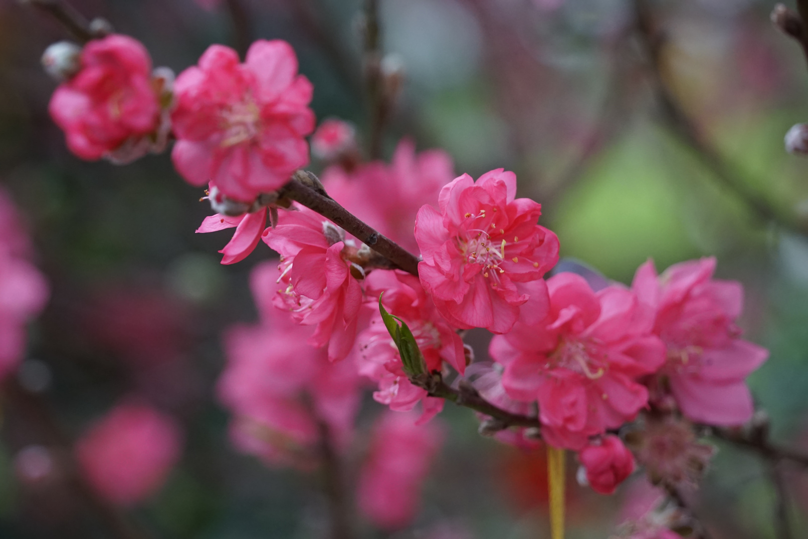 Der Frühling ist da ......