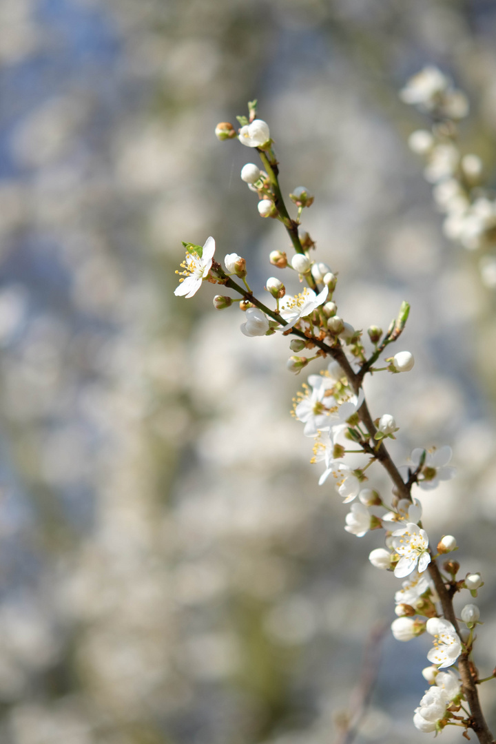 Der Frühling ist da...