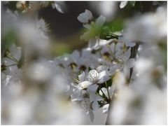 Der Frühling ist da...