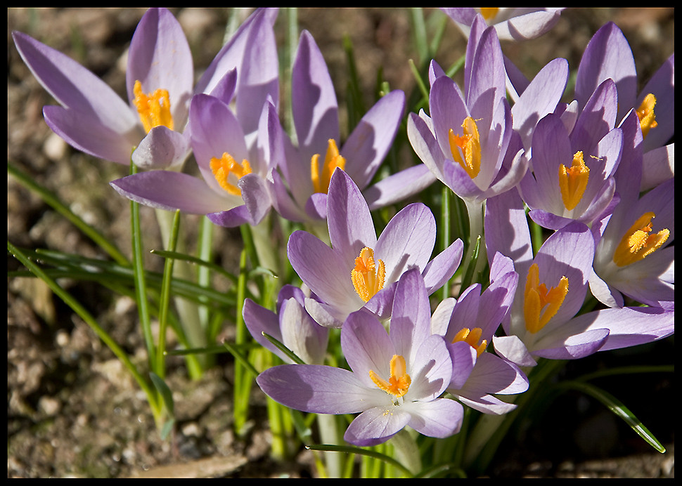 der Frühling ist da ...