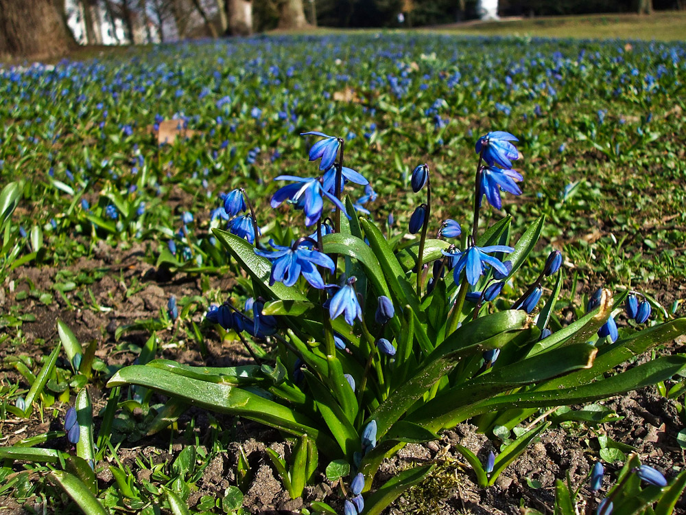 der Frühling ist da