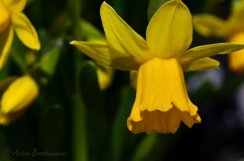 Der Frühling ist da :)