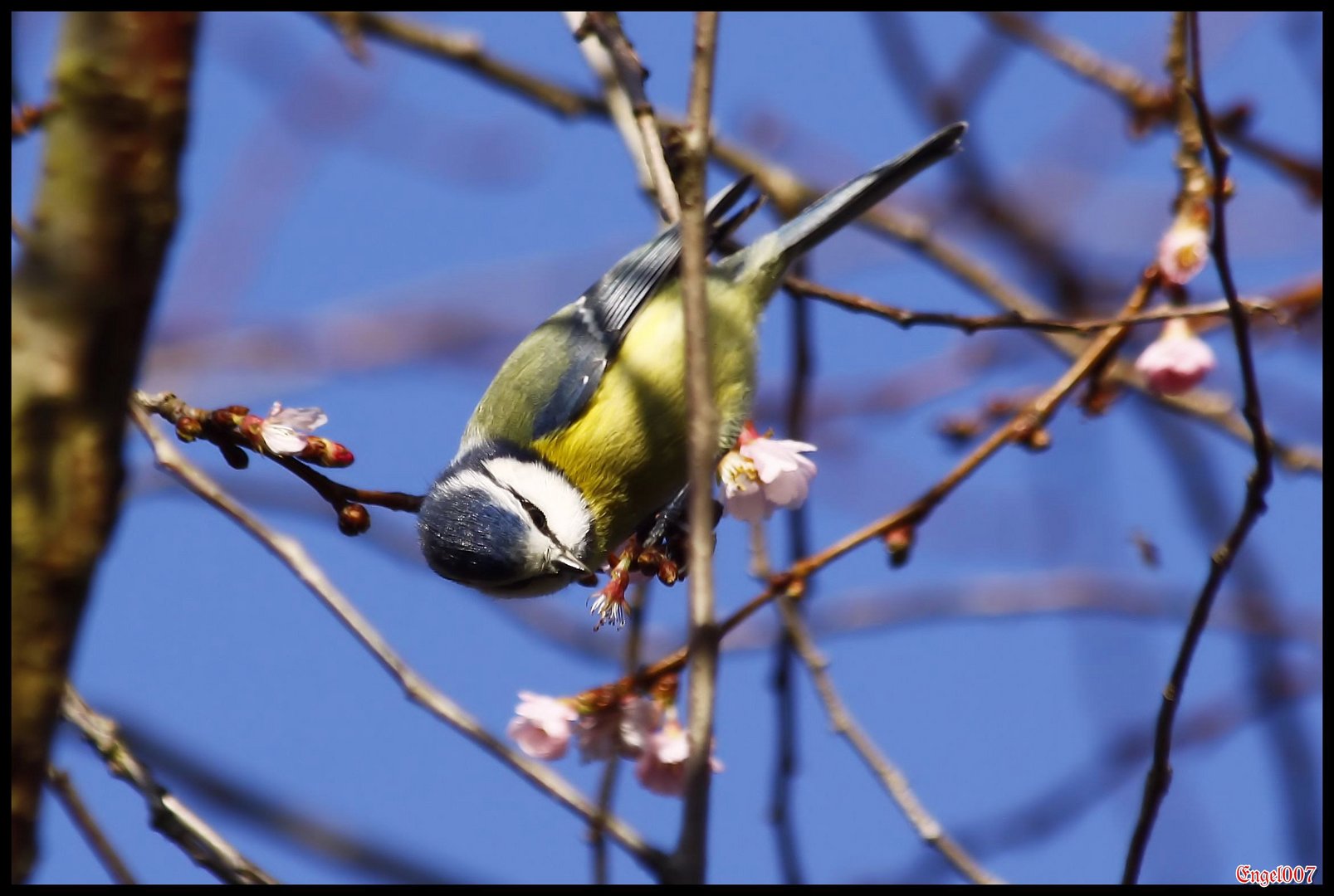 der Frühling ist da