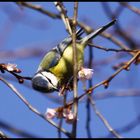 der Frühling ist da