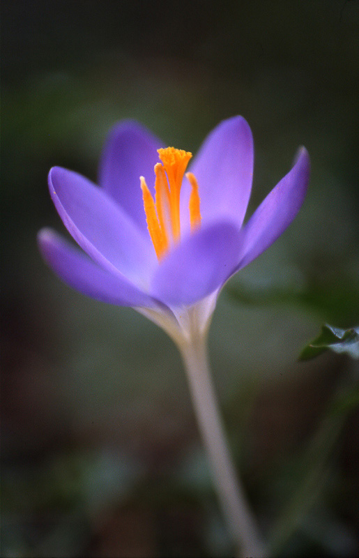 Der Frühling ist da!