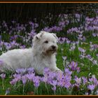 Der Frühling ist da