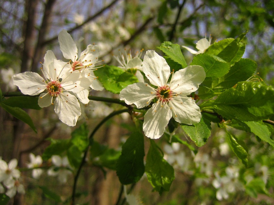 der Frühling ist da