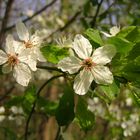 der Frühling ist da