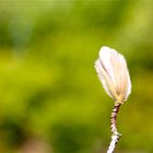 Der Frühling ist da