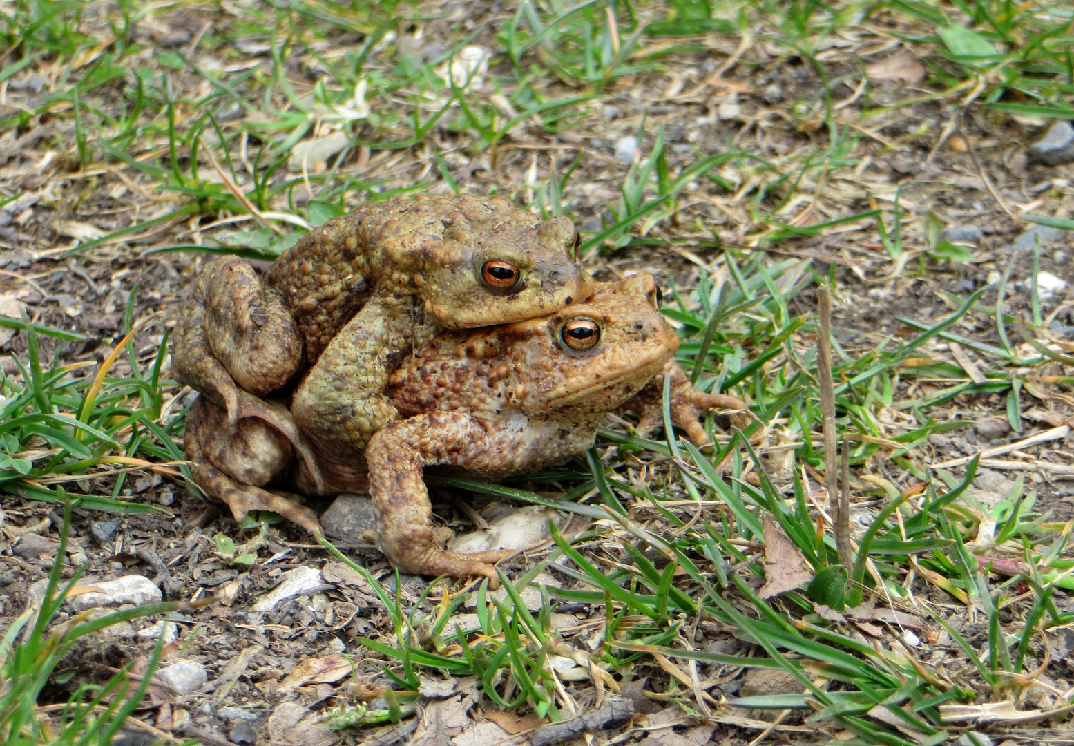 Der Frühling ist da ...