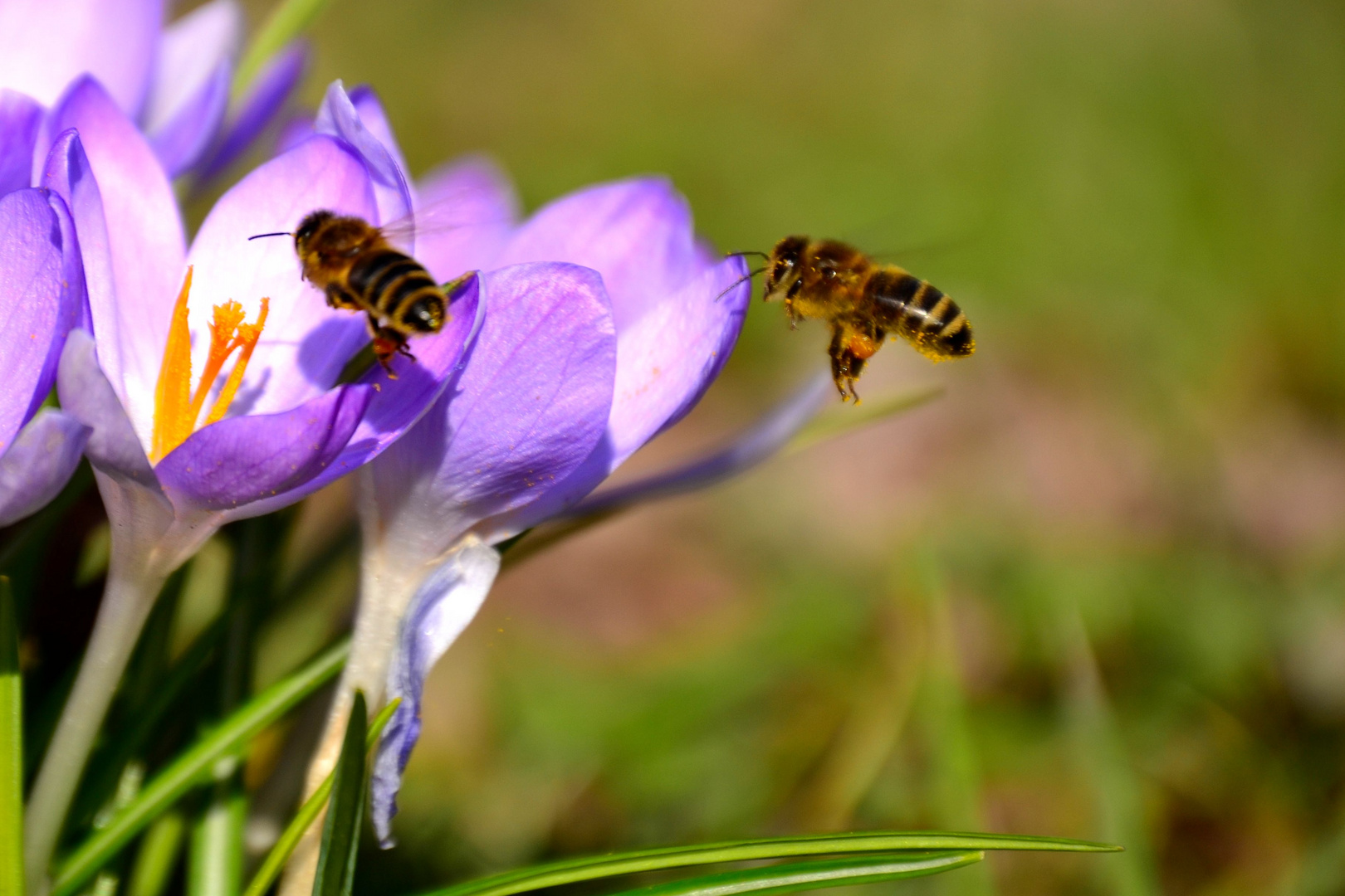 Der Frühling ist da...