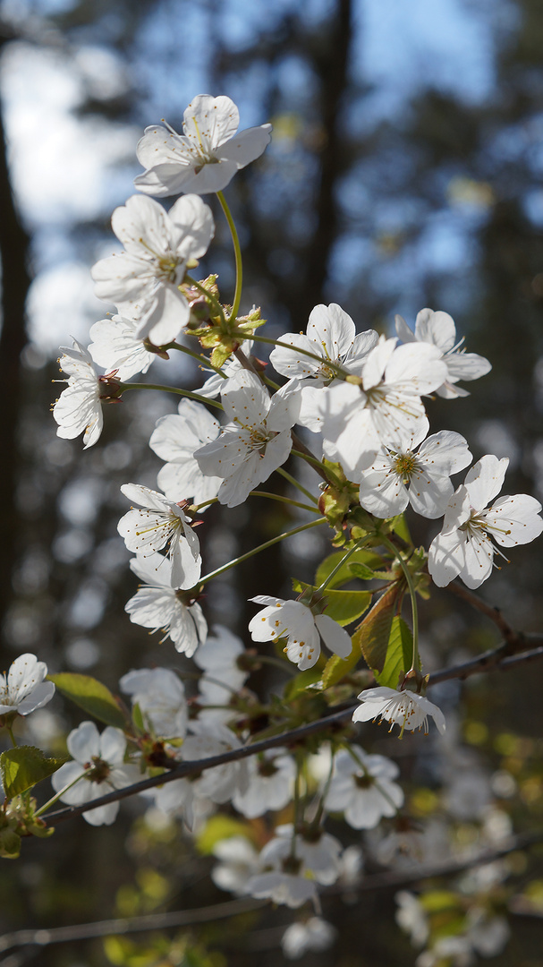 Der Frühling ist da