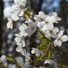 Der Frühling ist da