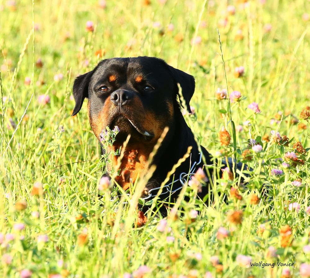 Der Frühling ist da, der Sommer kann kommen...........