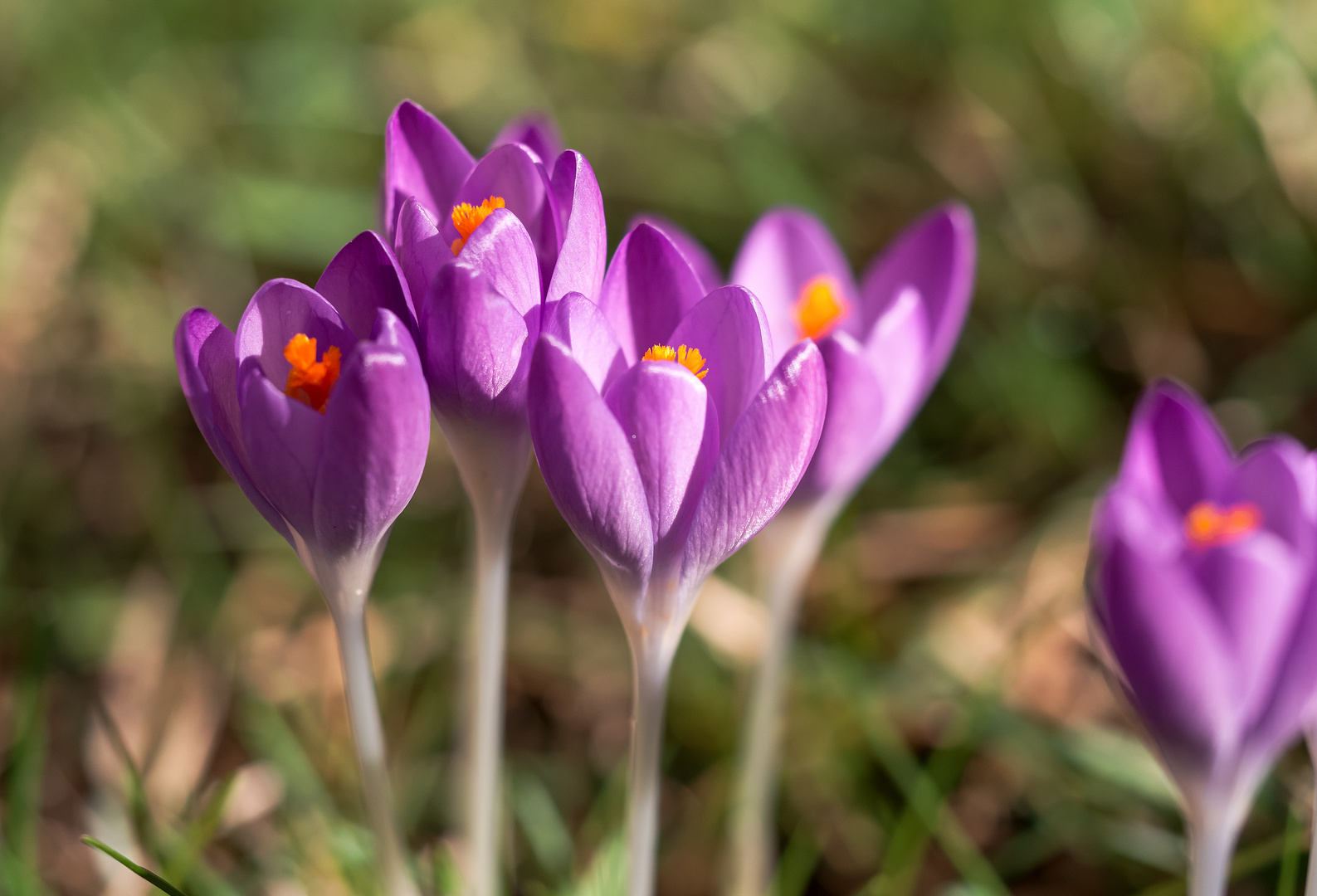 Der Frühling ist da?