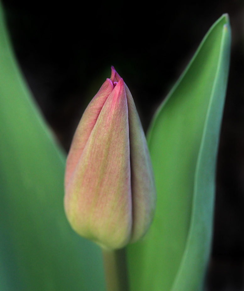 Der Frühling ist da...