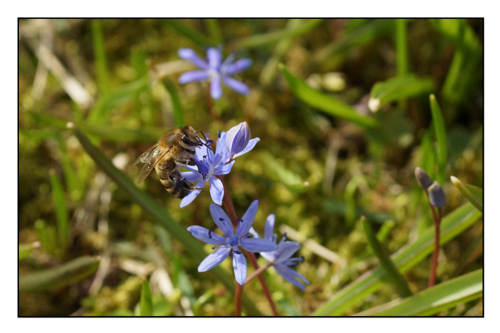 Der Frühling ist da