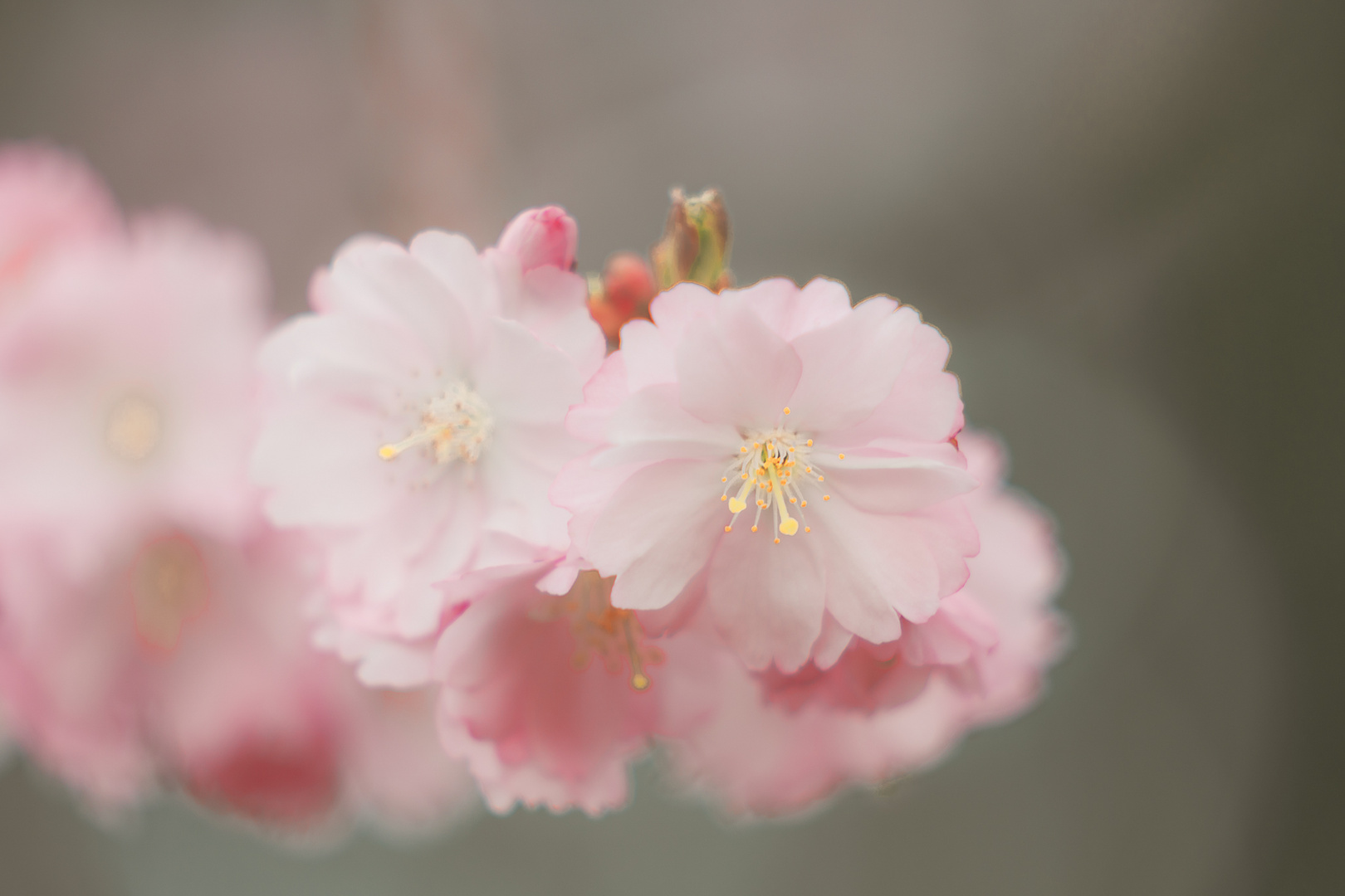 der Frühling ist da :)