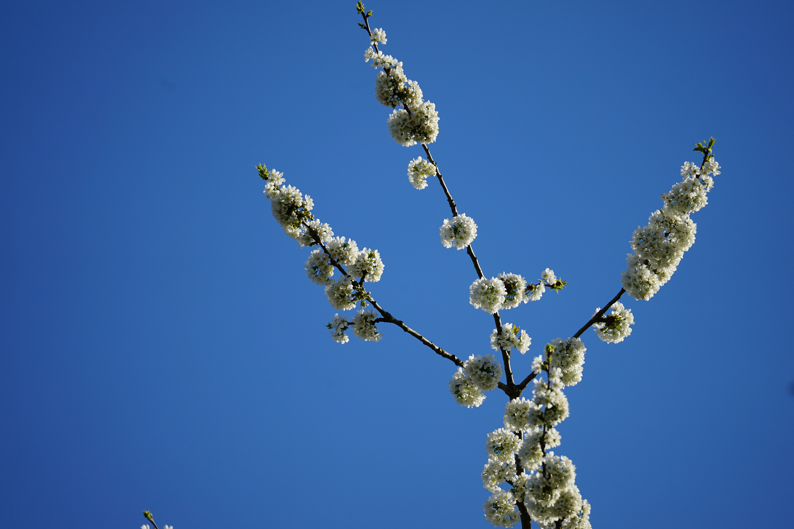 der frühling ist da