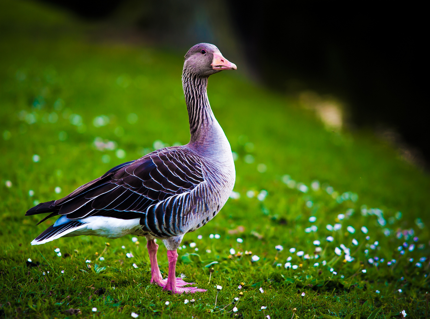 Der Frühling ist da