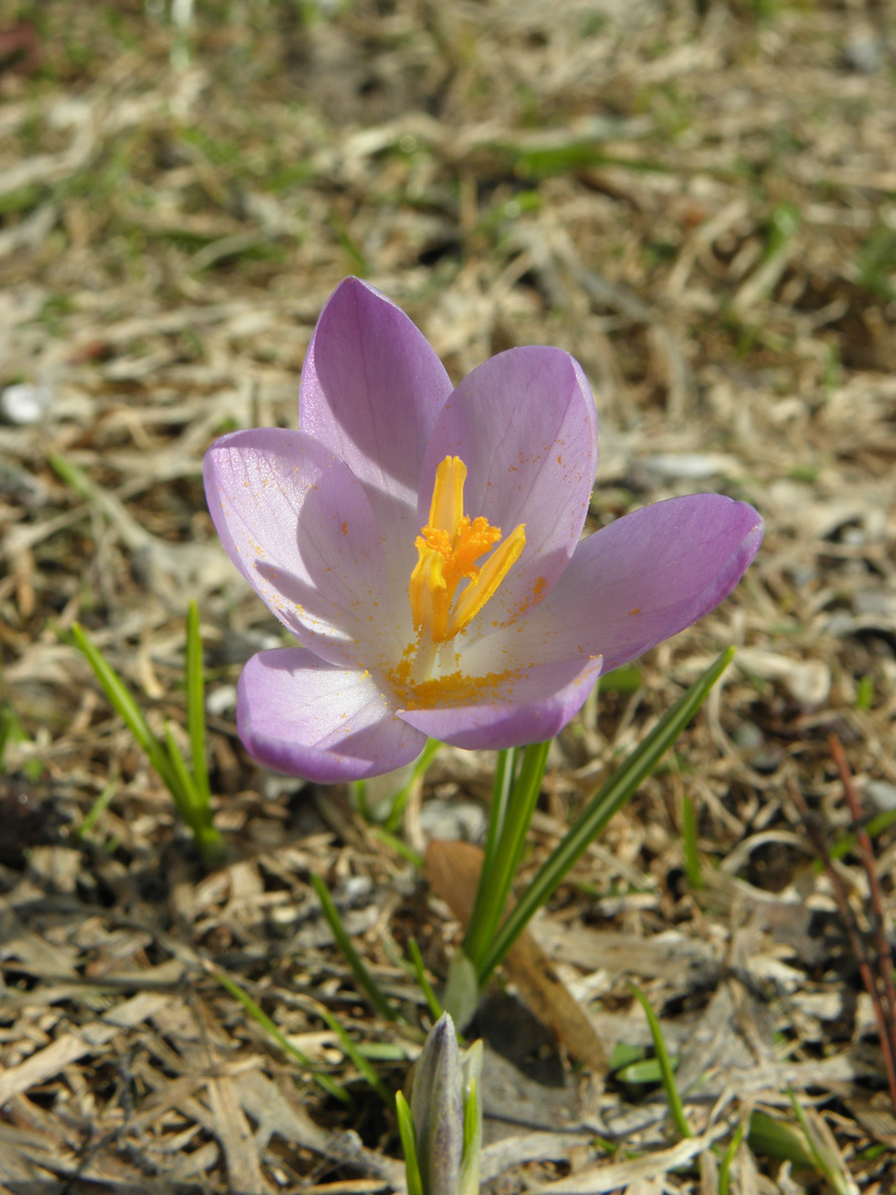 Der Frühling ist da!! :-)