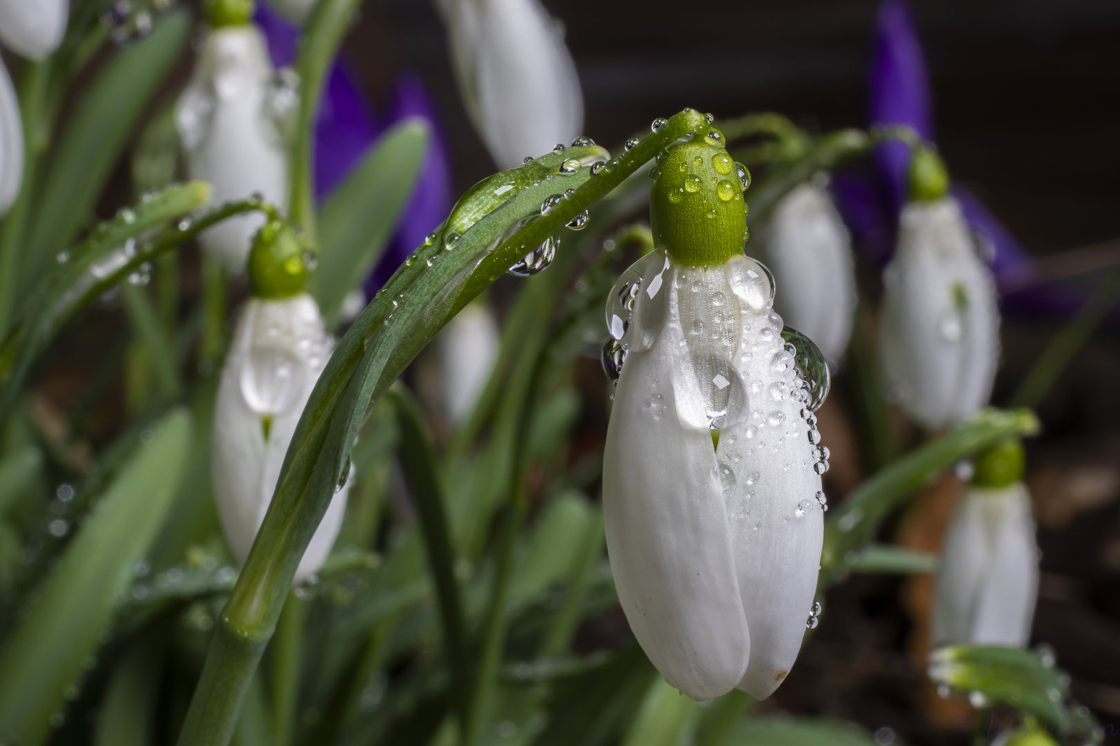 Der Frühling ist da