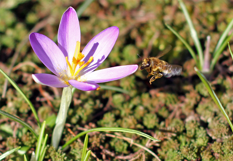 der Frühling ist da