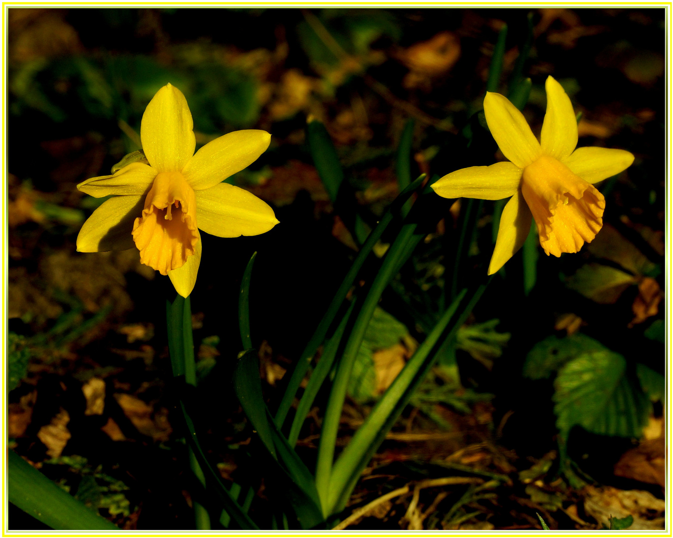 Der Frühling ist da!!