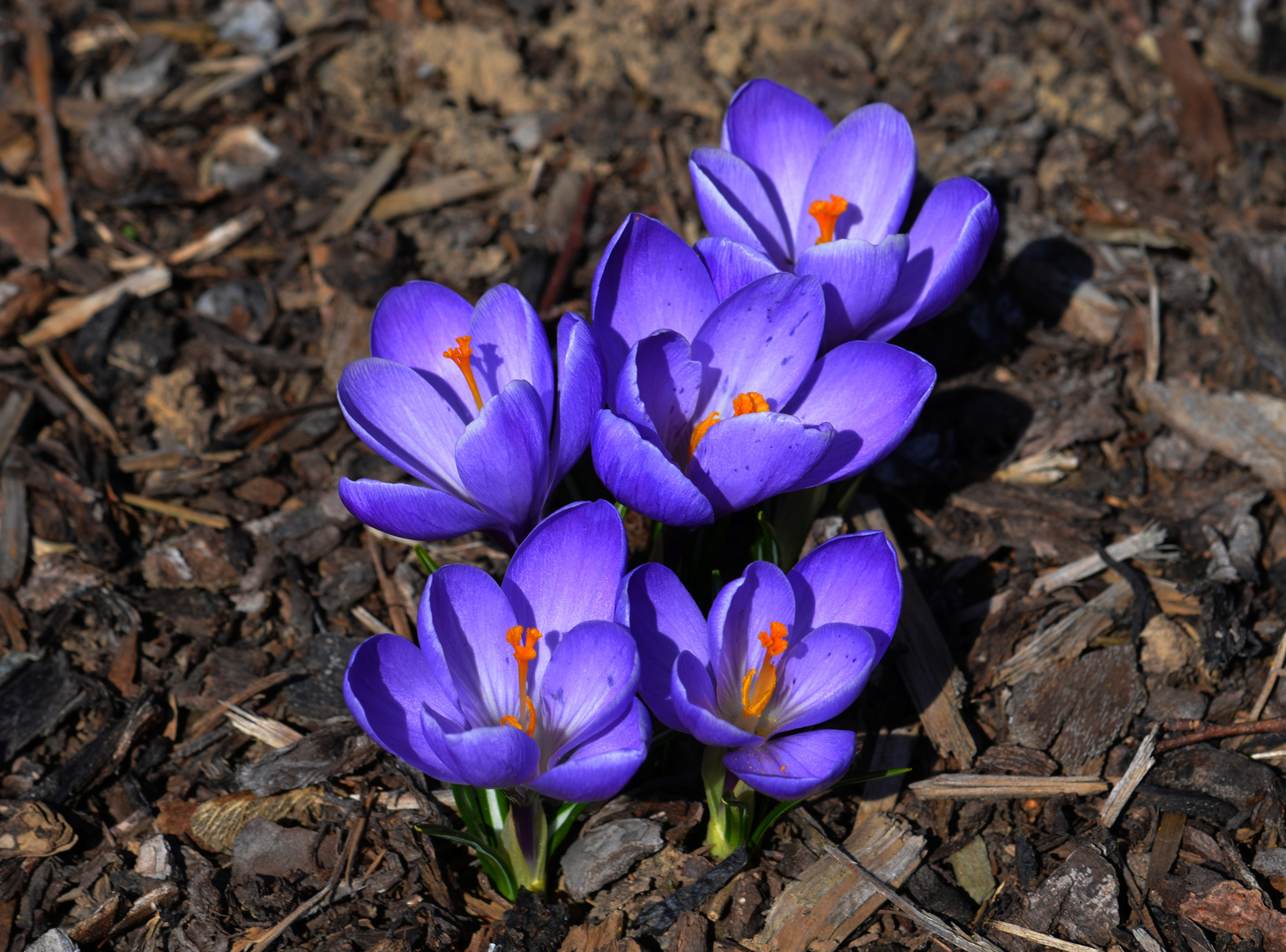 Der Frühling ist da!!