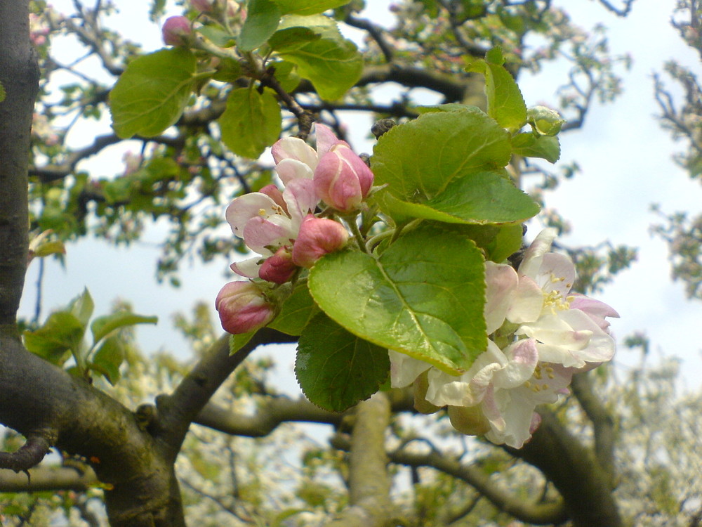 Der Frühling ist da!