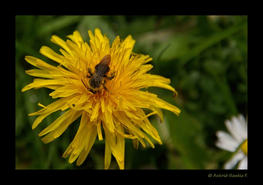 ~der Frühling ist da~