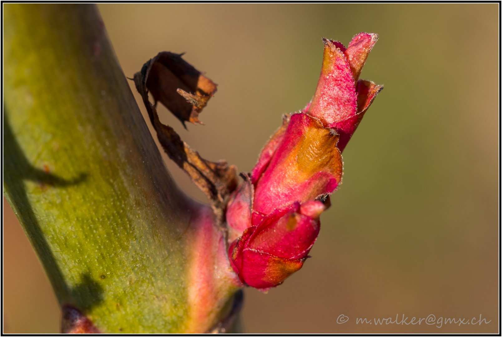 Der Frühling ist da...