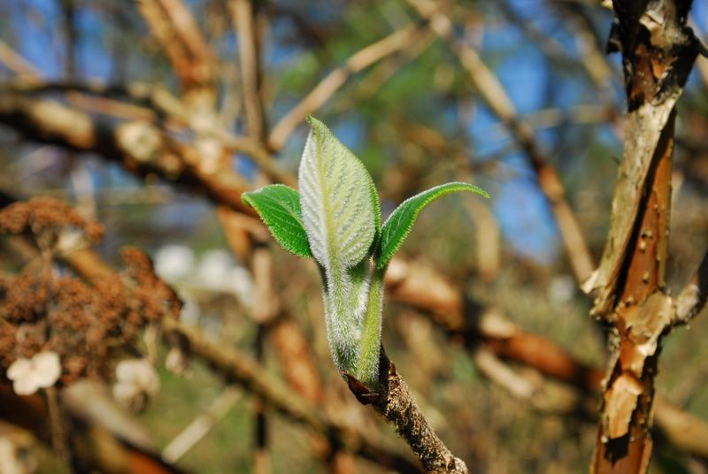 der Frühling ist da, es spriesst...