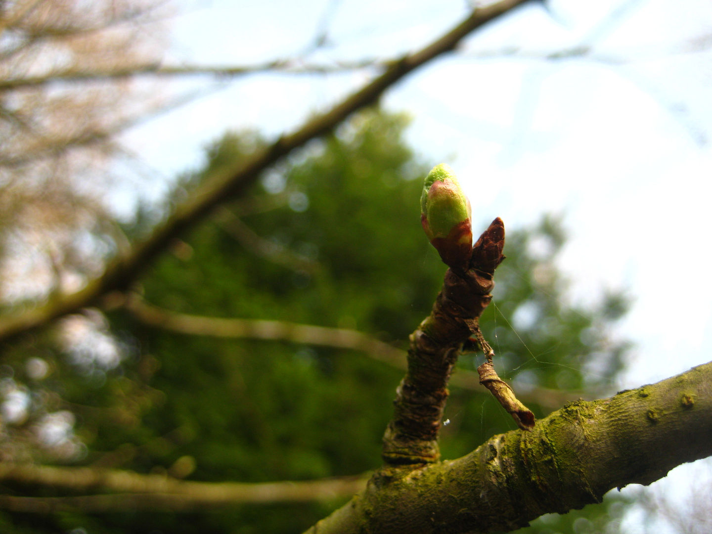 Der Frühling ist da