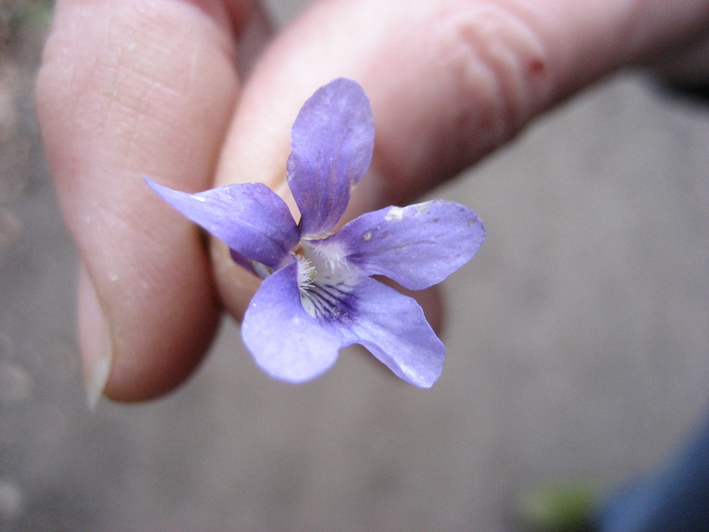 Der Frühling ist da !