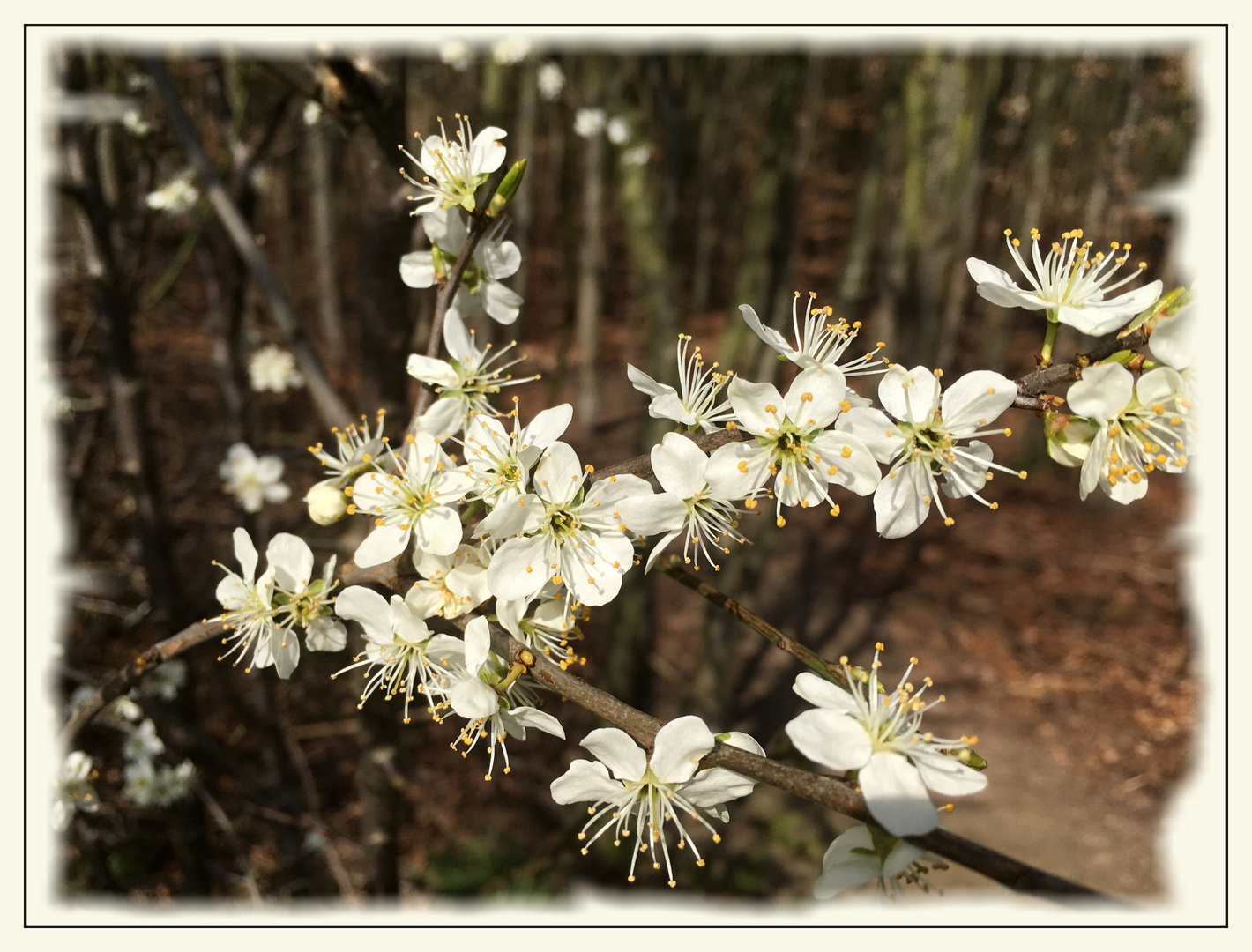 Der Frühling ist da